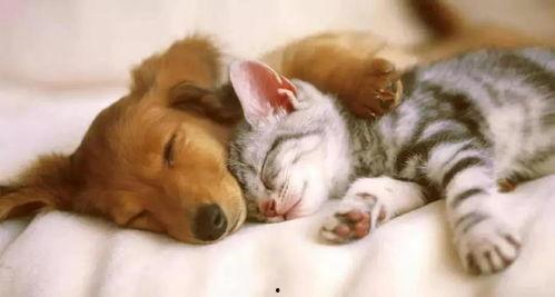 娱乐吃瓜君猫猫狗狗